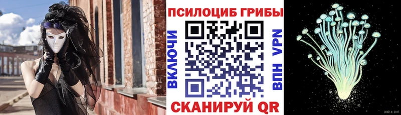 где можно купить   Краснозаводск  Псилоцибиновые грибы Cubensis 